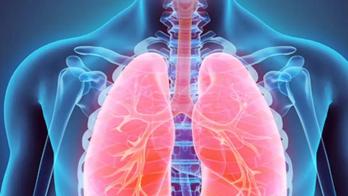 surface area of ​​the lungs