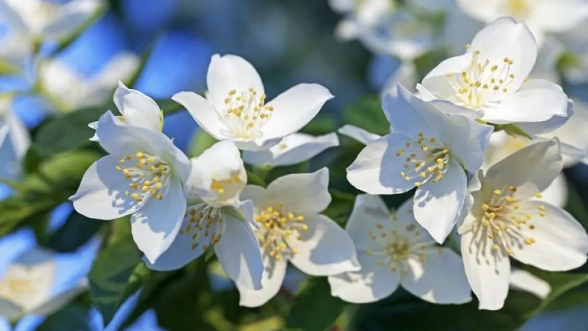 Uses of Jasmine Flower