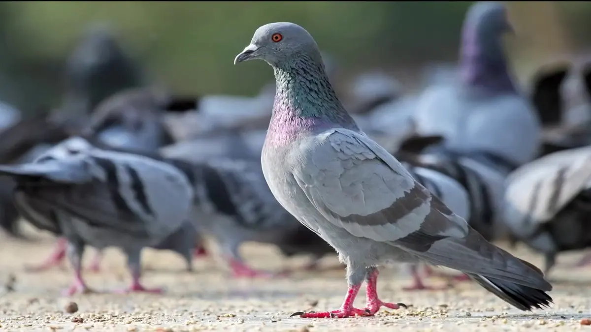 pigeon sound