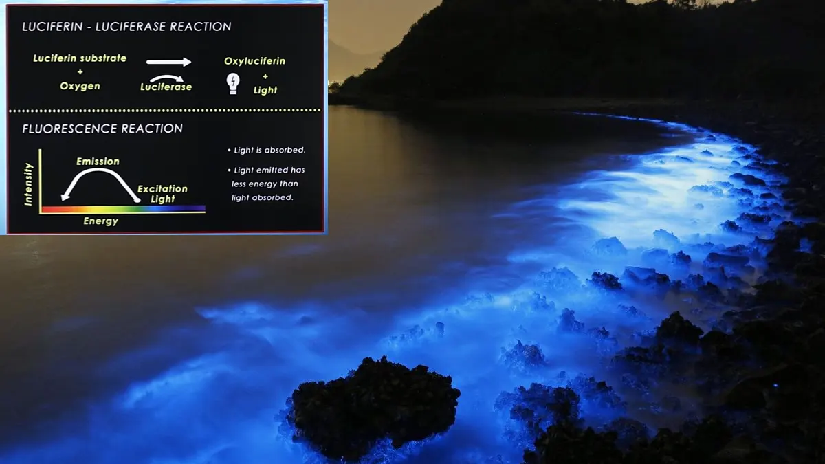 Bioluminescence 2