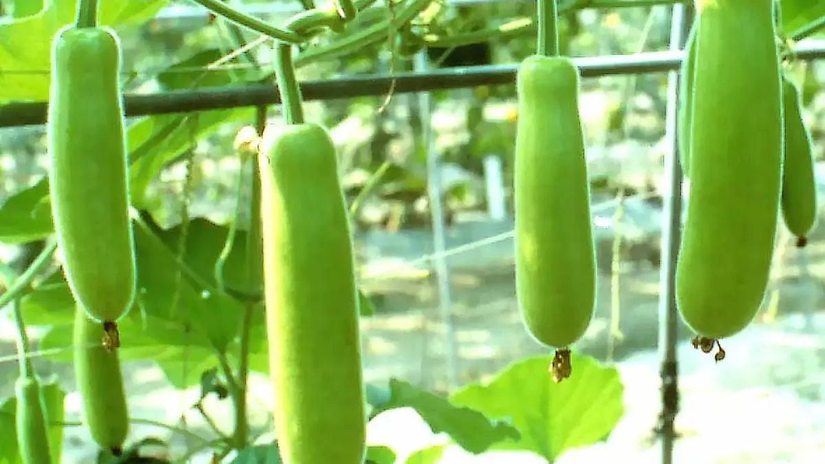 Bottle Gourd