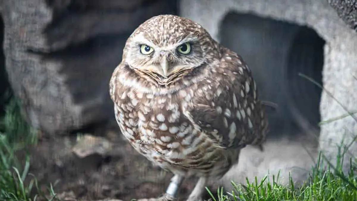 Burrowing Owl