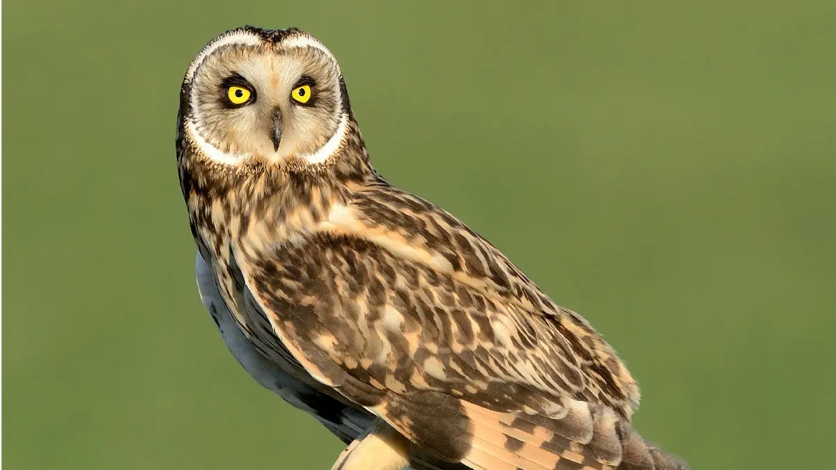 Short-eared Owl