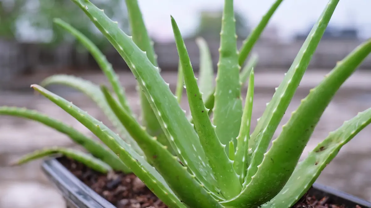 Aloe Vera