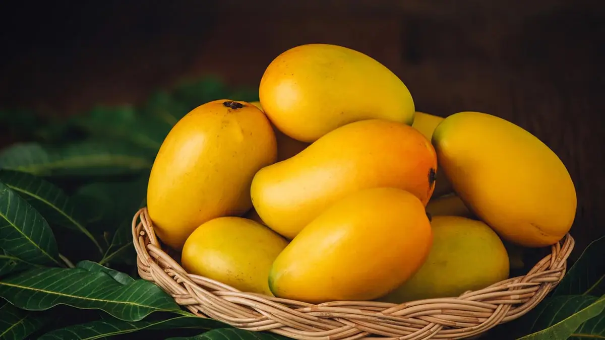 Mango