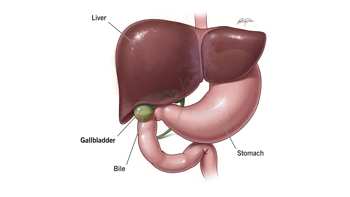 Gallbladder