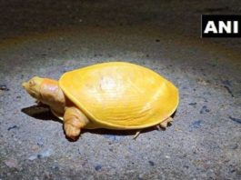 yellow-turtle-infohotspot.jpg