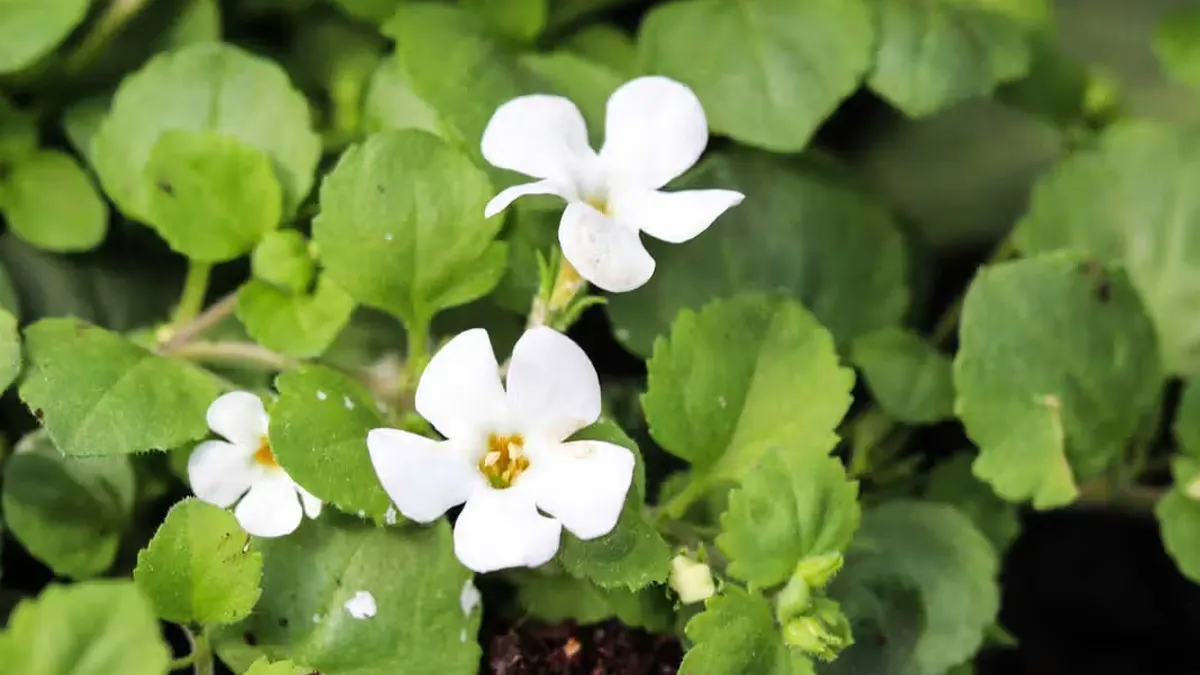 Bacopa Monnieri