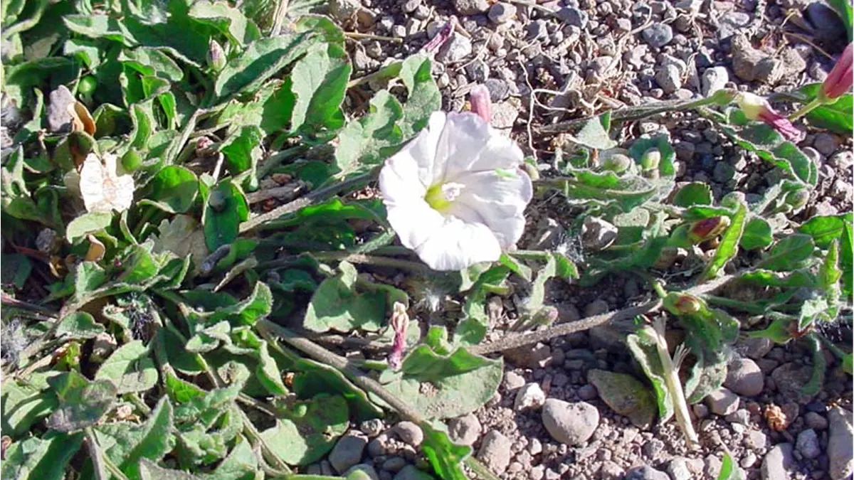 Convolvulus pluricaulis