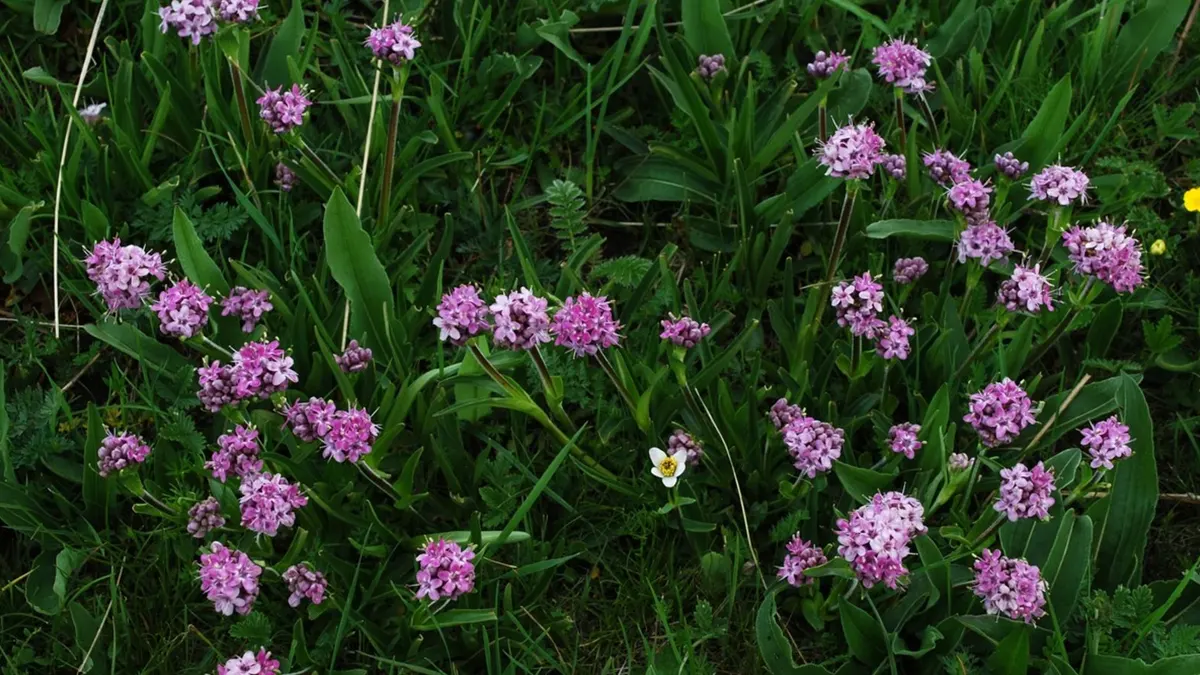 Nardostachys Jatamansi