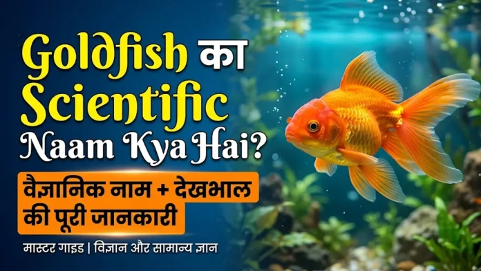 Goldfish ka scientific naam Carassius auratus aur uski dekhbhal ki jankari