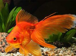 gold-fish-ka-scientific-naam