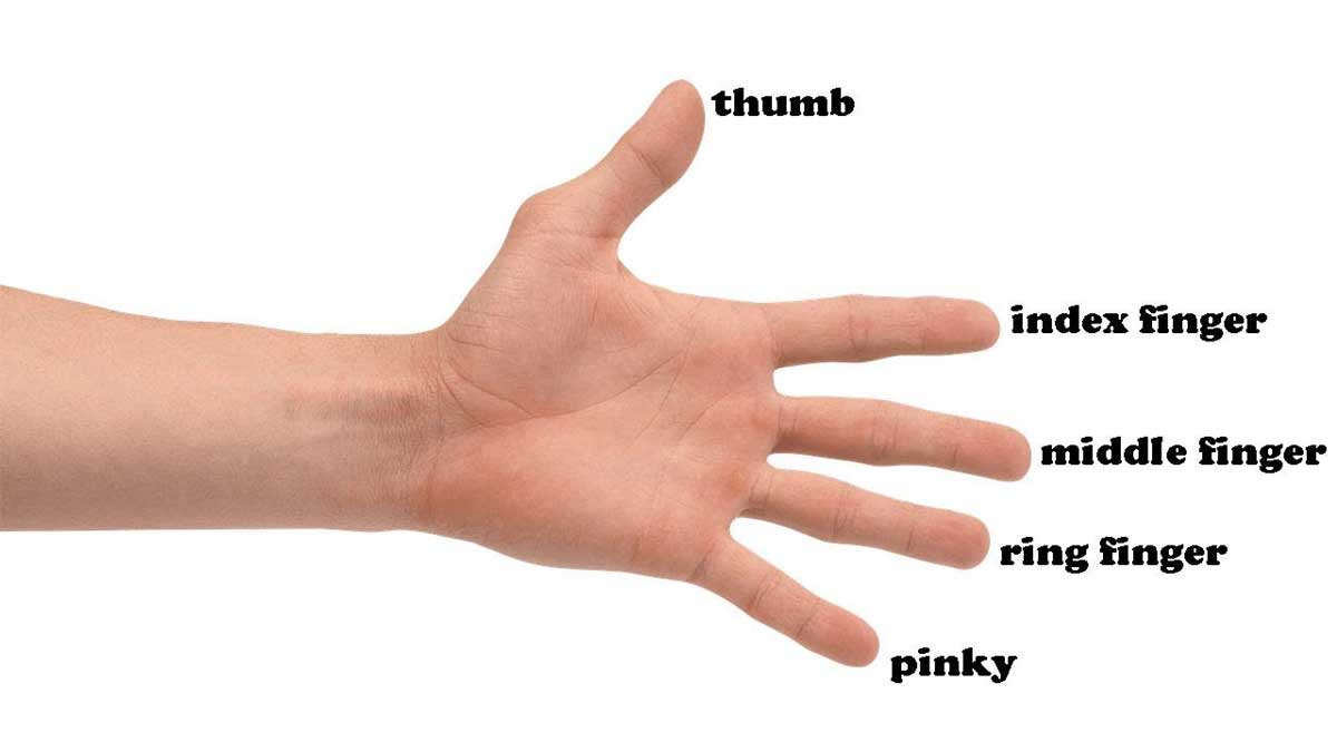 Fingers-Name-in-English