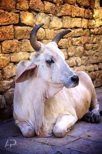 THE COW ESSAY IN HINDI
