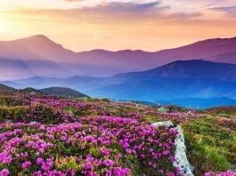 Valley-of-Flowers-trek