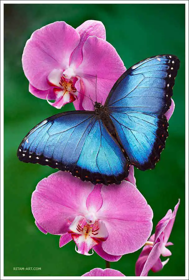 butterfly in hindi