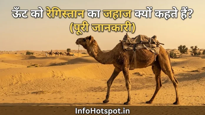 camel dessert ship infohotspot