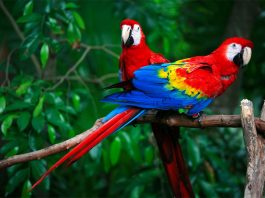 parrot-in-hindi