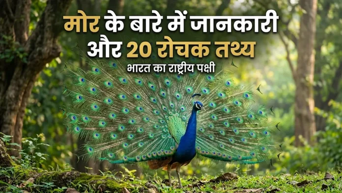 peacock ke bare mein jankari