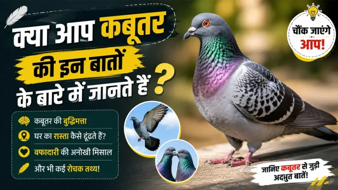 कबूतर के बारे में 25 अनोखे तथ्य और जीवन शैली