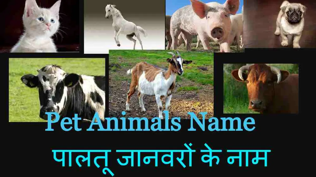 pet animals name 2