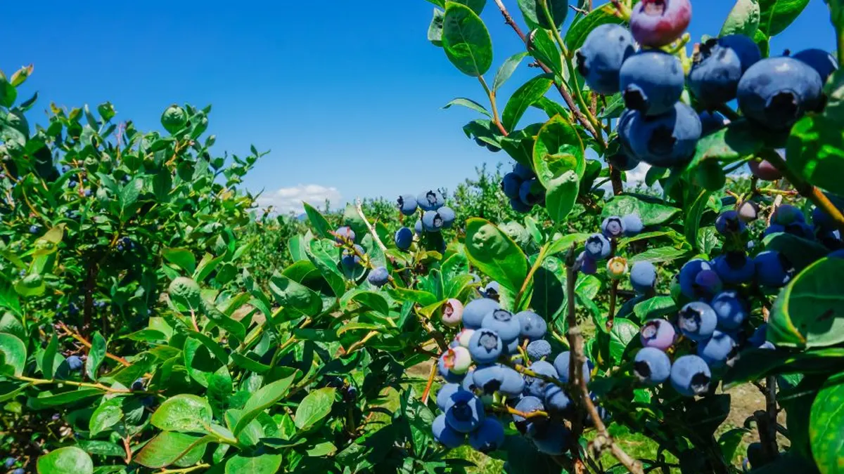 blueberry production