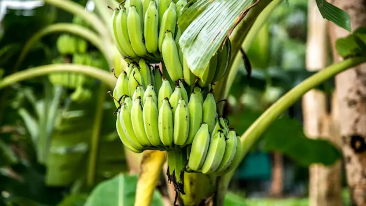 Amazing benefits of raw banana