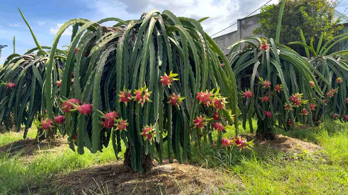 dragon fruit plant