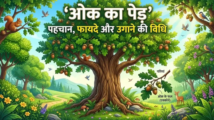 ओक का पेड़ (Oak Tree) की पहचान, इसके फायदे और उगाने की विधि