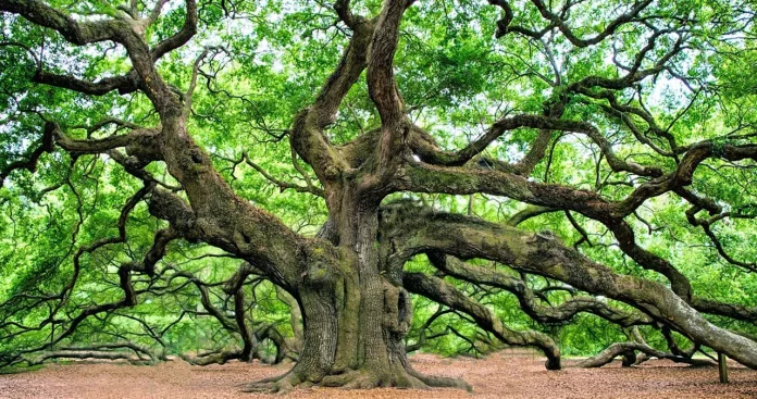 oak tree