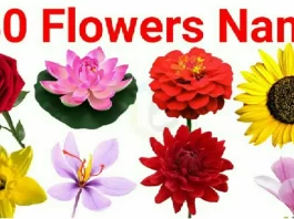 40 Flowers Name in Hindi
