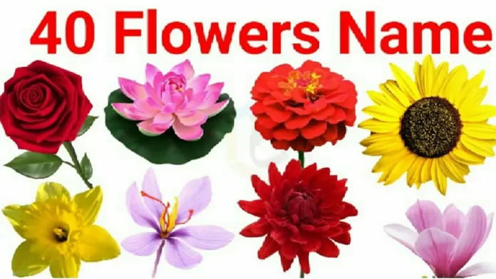 40 Flowers Name in Hindi