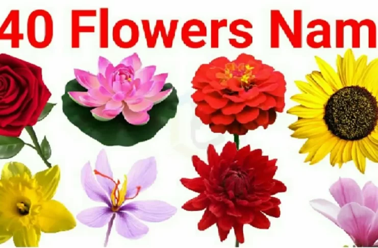 40 Flowers Name in Hindi