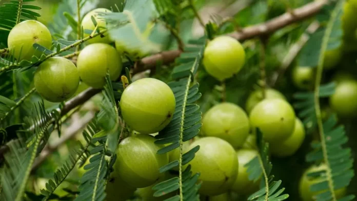 Indian Gooseberry