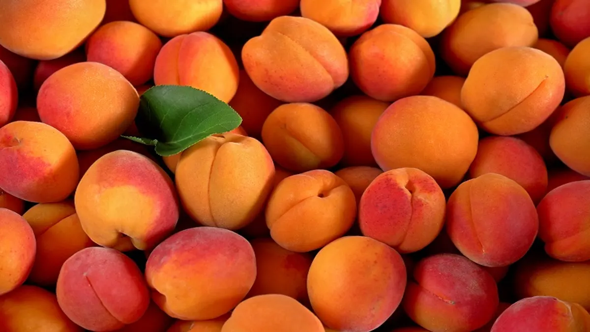 Apricot Tree Fast Facts