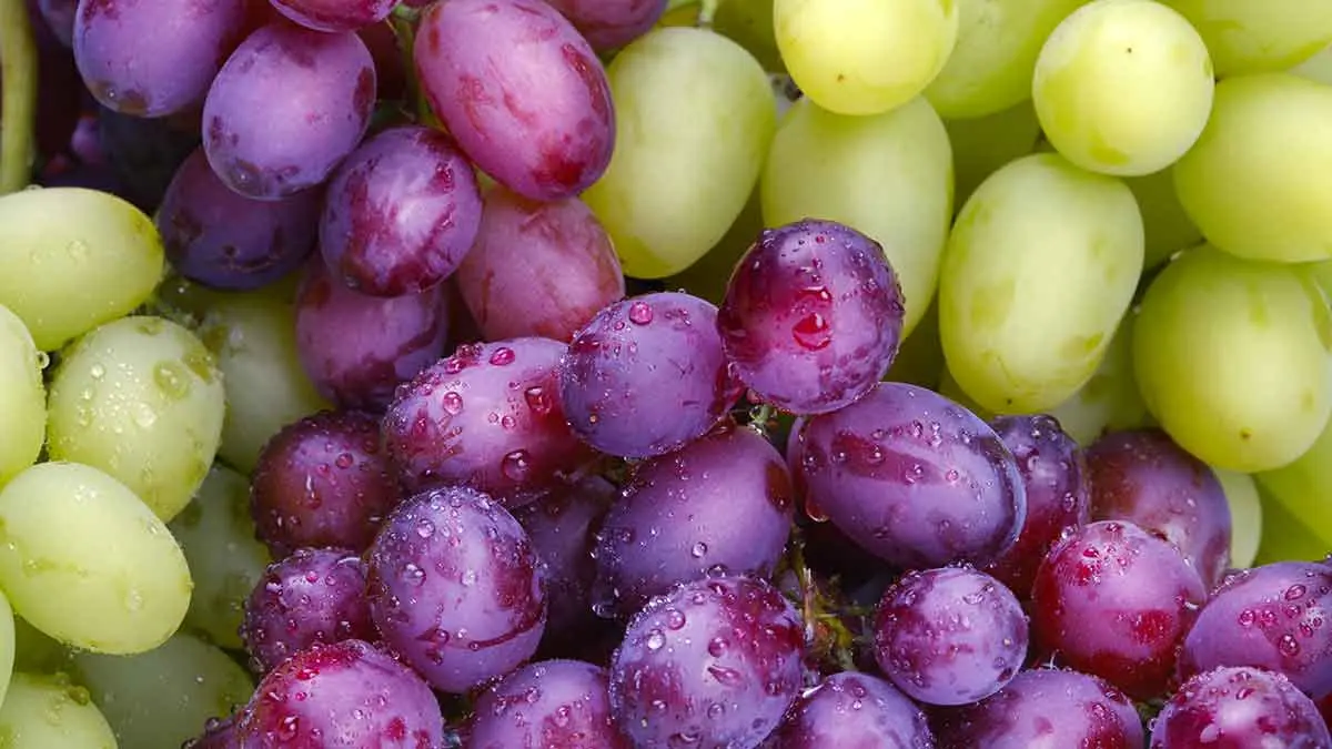 Grapes7