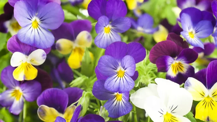 Pansy Flowers 2