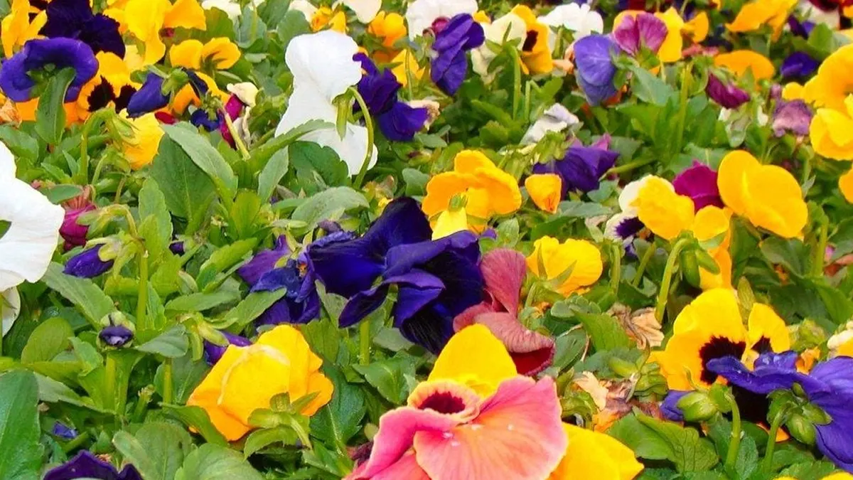 Pansy Flowers 3