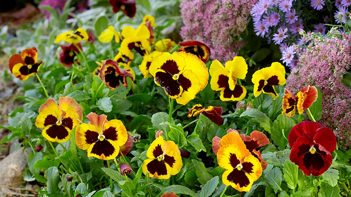 Pansy Flowers 4