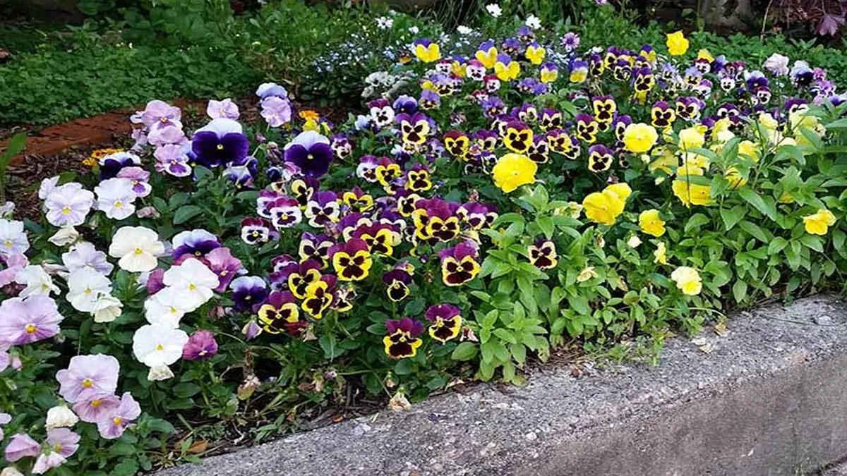 Pansy Flowers 5