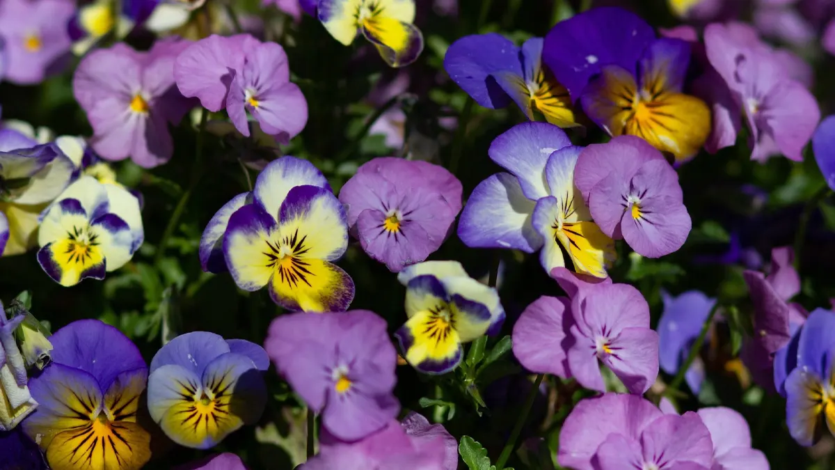 Pansy Flowers 6