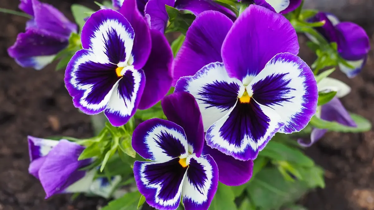 Pansy Flowers