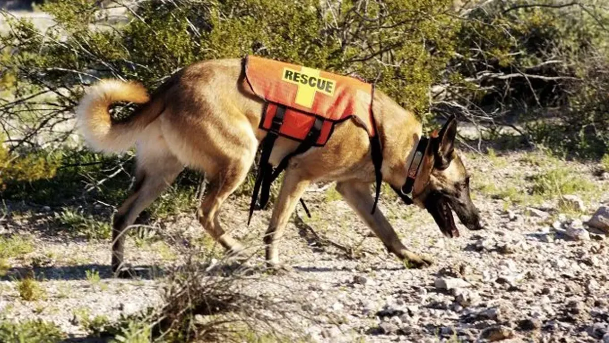 search and rescue Shepherd Dogs