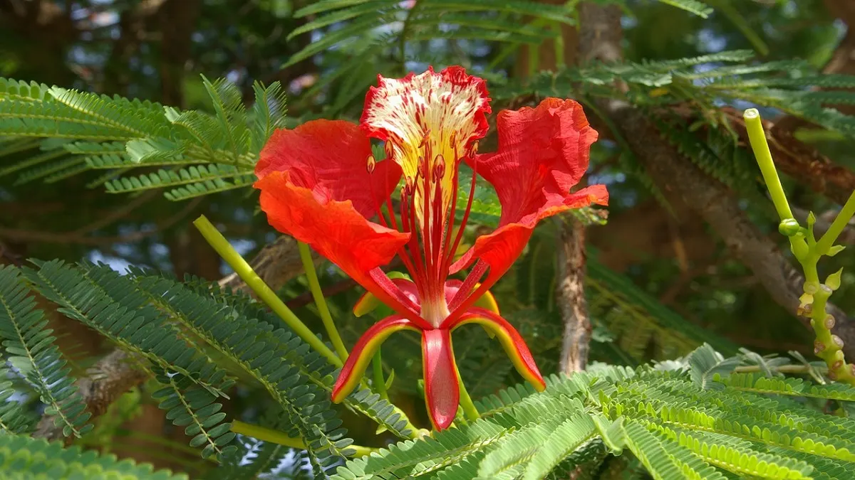 Benefits and side effects of Gulmohar