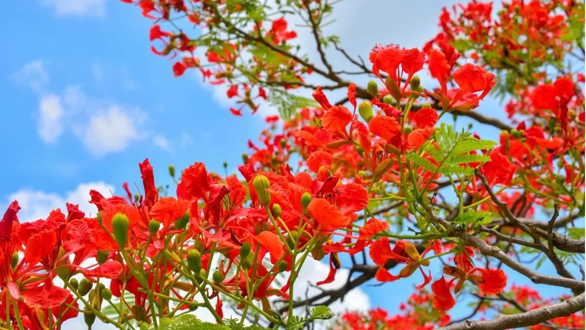 Bright flowers