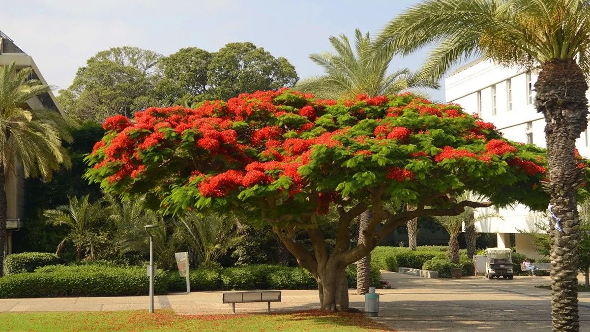 How to grow and care for Gulmohar tree