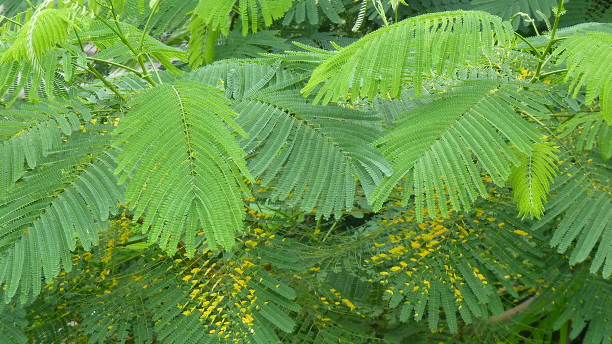 Porous leaves gulmahor