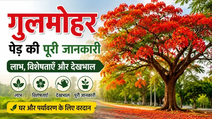 गुलमोहर पेड़ के लाभ, विशेषताएँ और देखभाल की जानकारी दर्शाती लाल फूलों से भरी गुलमोहर की तस्वीर