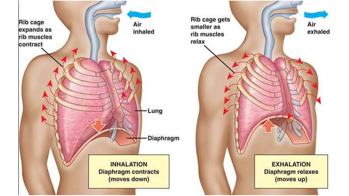 breathing process