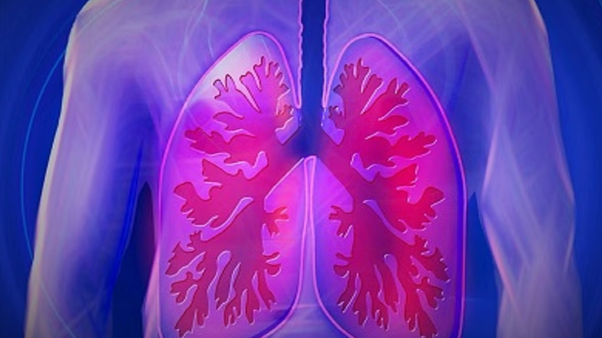 lungs